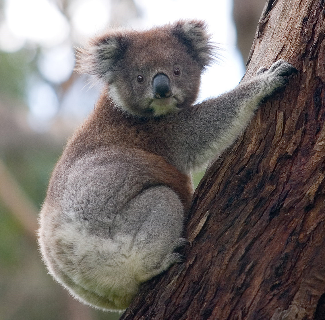 Aysima (Koala)